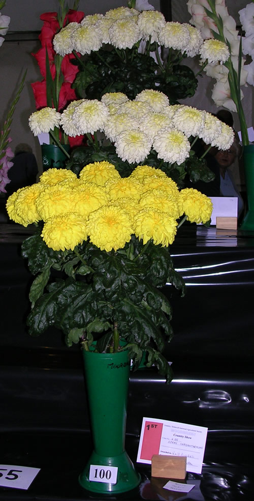 Moorgreen 2006 Chrysanthemum Photo