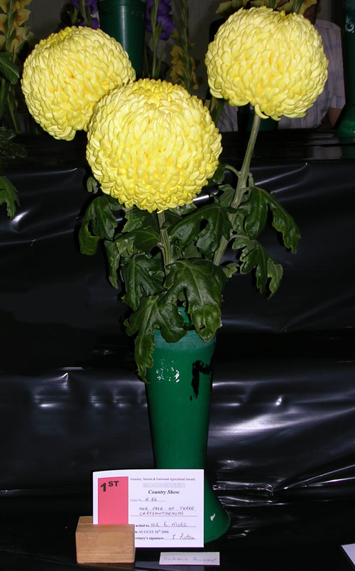 Moorgreen 2006 Chrysanthemum Photo