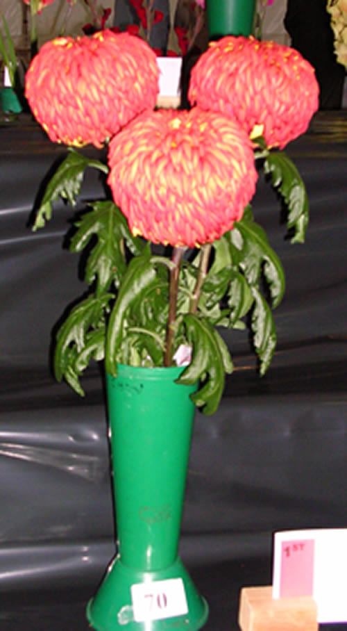 Moorgreen 2006 Chrysanthemum Photo