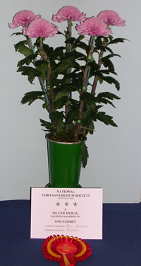 Mundial - Chrysanthemum