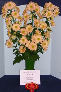 Rynoon - Chrysanthemums