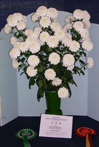 Romark - Chrysanthemums